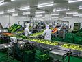 Fruit and Vegetable Processing Facility