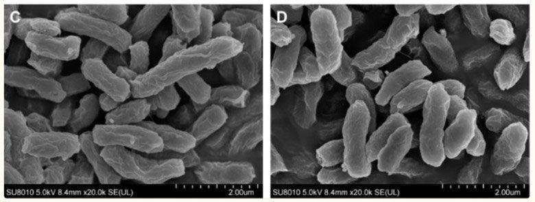 SEM images of Halomonas salifodinae