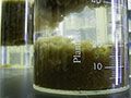 Lab Jar Test for Wastewater Treatability Studies