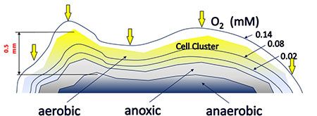 Diffusion of O2 into the Cell Cluster
