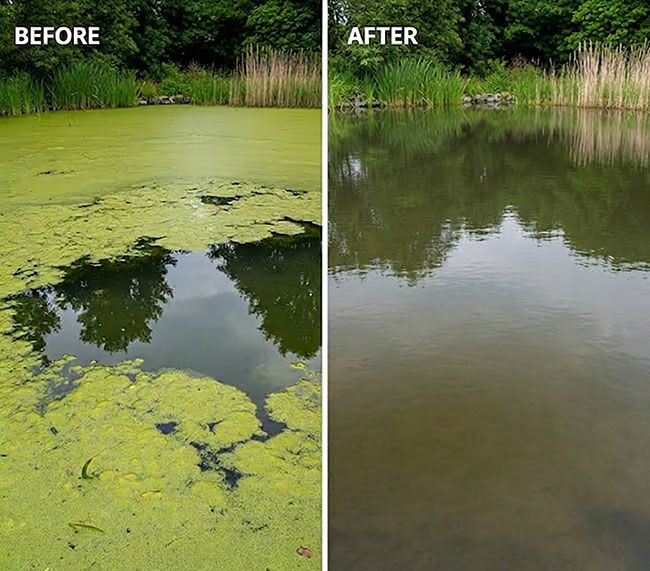 Pond Before and After with Lanthanum Chloride