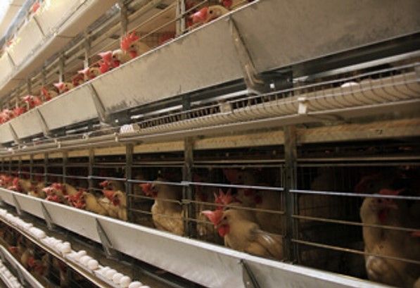 Poultry processing factory