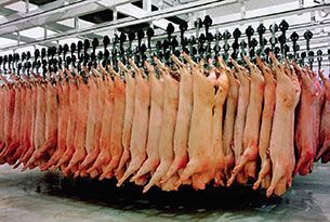 Beef Slaughterhouse
