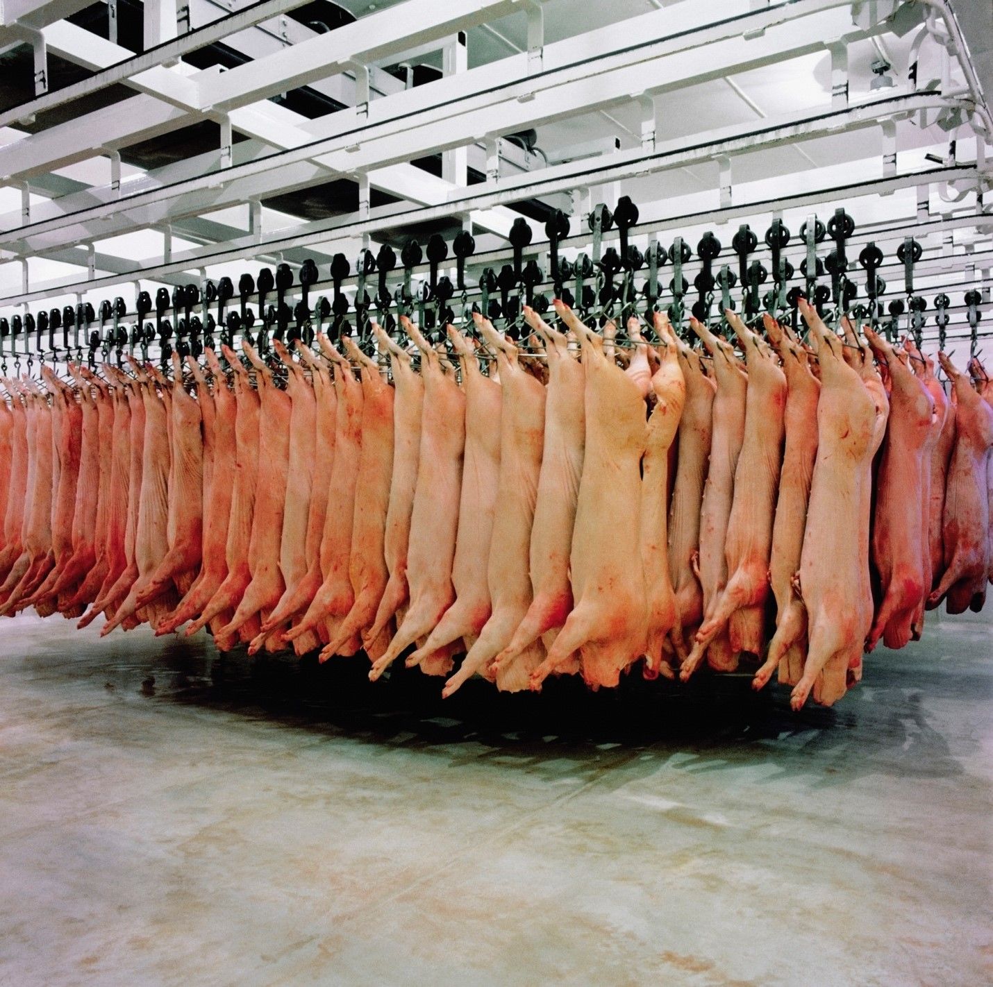 Beef Slaughterhouse